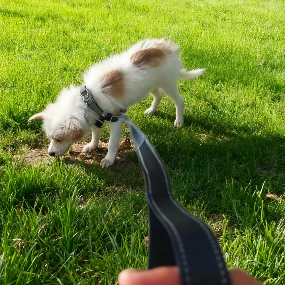 Pet Leash Reflective Nylon