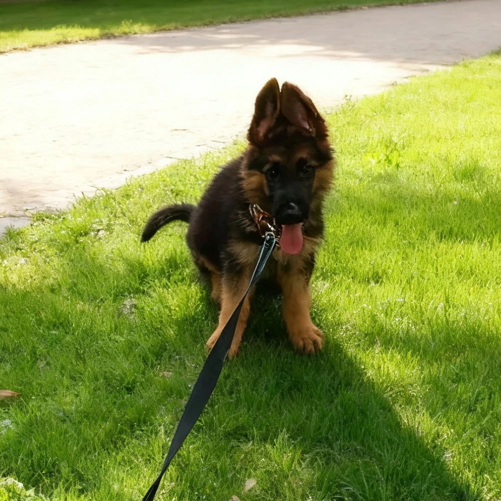 Pet Leash Reflective Nylon